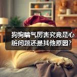 狗狗喘气厉害究竟是心脏问题还是其他原因?(图1) 狗狗喘气厉害究竟是心脏问题还是其他原因?(图1)