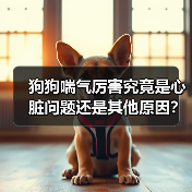 狗狗喘气厉害究竟是心脏问题还是其他原因?(图3) 狗狗喘气厉害究竟是心脏问题还是其他原因?(图3)