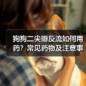 狗狗二尖瓣反流如何用药?常见药物及注意事项详解(图2) 狗狗二尖瓣反流如何用药?常见药物及注意事项详解(图2)