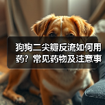狗狗二尖瓣反流如何用药?常见药物及注意事项详解(图4) 狗狗二尖瓣反流如何用药?常见药物及注意事项详解(图4)