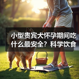 小型贵宾犬怀孕期间吃什么最安全?科学饮食保障母犬与胎儿健康(图4) 小型贵宾犬怀孕期间吃什么最安全?科学饮食保障母犬与胎儿健康(图4)