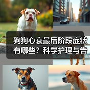 狗狗心衰最后阶段症状有哪些?科学护理与告别指南(图2) 狗狗心衰最后阶段症状有哪些?科学护理与告别指南(图2)