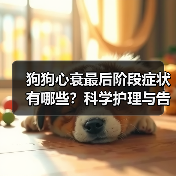 狗狗心衰最后阶段症状有哪些?科学护理与告别指南(图1) 狗狗心衰最后阶段症状有哪些?科学护理与告别指南(图1)
