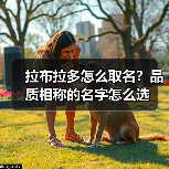 拉布拉多怎么取名?品质相称的名字怎么选(图2) 拉布拉多怎么取名?品质相称的名字怎么选(图2)