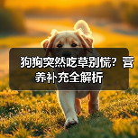 狗狗突然吃草别慌?营养补充全解析(图2) 狗狗突然吃草别慌?营养补充全解析(图2)