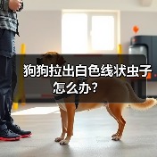 狗狗拉出白色线状虫子怎么办?(图1) 狗狗拉出白色线状虫子怎么办?(图1)