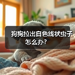 狗狗拉出白色线状虫子怎么办?(图2) 狗狗拉出白色线状虫子怎么办?(图2)