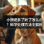 小猫吃多了吐了怎么办?科学处理方法全解析(图3) 小猫吃多了吐了怎么办?科学处理方法全解析(图3)
