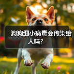 狗狗细小病毒会传染给人吗?(图1) 狗狗细小病毒会传染给人吗?(图1)