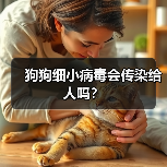 狗狗细小病毒会传染给人吗?(图2) 狗狗细小病毒会传染给人吗?(图2)