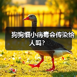 狗狗细小病毒会传染给人吗?(图3) 狗狗细小病毒会传染给人吗?(图3)