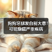 狗狗牙龈发白别大意!可能隐藏严重疾病(图2) 狗狗牙龈发白别大意!可能隐藏严重疾病(图2)