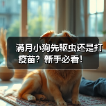 满月小狗先驱虫还是打疫苗?新手必看!(图4) 满月小狗先驱虫还是打疫苗?新手必看!(图4)