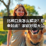 比熊口臭怎么解决?原来如此!家庭妙招大公开(图2) 比熊口臭怎么解决?原来如此!家庭妙招大公开(图2)