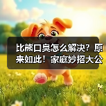 比熊口臭怎么解决?原来如此!家庭妙招大公开(图3) 比熊口臭怎么解决?原来如此!家庭妙招大公开(图3)