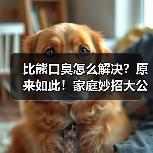 比熊口臭怎么解决?原来如此!家庭妙招大公开(图4) 比熊口臭怎么解决?原来如此!家庭妙招大公开(图4)