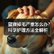 蓝猫掉毛严重怎么办?科学护理方法全解析(图4) 蓝猫掉毛严重怎么办?科学护理方法全解析(图4)