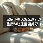 家庭小型犬怎么选?这些品种让生活更美好(图4) 家庭小型犬怎么选?这些品种让生活更美好(图4)