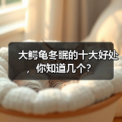 大鳄龟冬眠的十大好处，你知道几个？（图4）