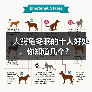 大鳄龟冬眠的十大好处，你知道几个？（图3）
