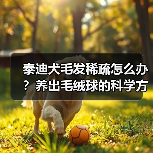 泰迪犬毛发稀疏怎么办?养出毛绒球的科学方法(图3) 泰迪犬毛发稀疏怎么办?养出毛绒球的科学方法(图3)