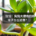 别慌!狗狗大便有白色虫子怎么处理?(图3) 别慌!狗狗大便有白色虫子怎么处理?(图3)