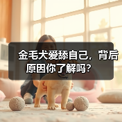 金毛犬爱舔自己,背后原因你了解吗?(图2) 金毛犬爱舔自己,背后原因你了解吗?(图2)