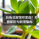 狗狗毛发突然变白?原因解析与调理指南(图3) 狗狗毛发突然变白?原因解析与调理指南(图3)