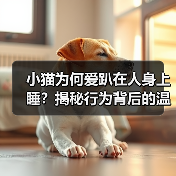 小猫为何爱趴在人身上睡?揭秘行为背后的温暖与安全感(图1) 小猫为何爱趴在人身上睡?揭秘行为背后的温暖与安全感(图1)