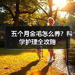 五个月金毛怎么养?科学护理全攻略(图2) 五个月金毛怎么养?科学护理全攻略(图2)