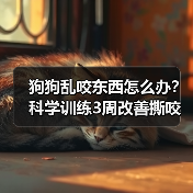 狗狗乱咬东西怎么办?科学训练3周改善撕咬行为(图4) 狗狗乱咬东西怎么办?科学训练3周改善撕咬行为(图4)