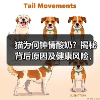 猫为何钟情酸奶?揭秘背后原因及健康风险,科学喂养指南(图2) 猫为何钟情酸奶?揭秘背后原因及健康风险,科学喂养指南(图2)