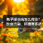 兔子球虫病怎么传染?饮食污染、环境等多途径解析(图1) 兔子球虫病怎么传染?饮食污染、环境等多途径解析(图1)