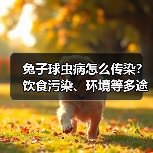 兔子球虫病怎么传染?饮食污染、环境等多途径解析(图3) 兔子球虫病怎么传染?饮食污染、环境等多途径解析(图3)