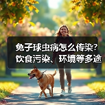 兔子球虫病怎么传染?饮食污染、环境等多途径解析(图4) 兔子球虫病怎么传染?饮食污染、环境等多途径解析(图4)