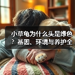 小草龟为什么头是绿色?基因、环境与养护全解析(图2) 小草龟为什么头是绿色?基因、环境与养护全解析(图2)