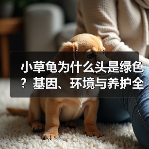小草龟为什么头是绿色?基因、环境与养护全解析(图4) 小草龟为什么头是绿色?基因、环境与养护全解析(图4)