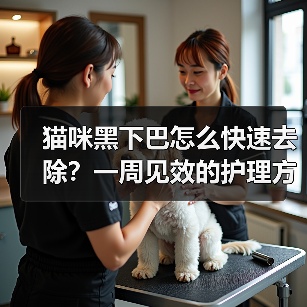 猫咪黑下巴怎么快速去除？一周见效的护理方法（图3）
