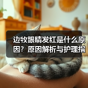 边牧眼睛发红是什么原因?原因解析与护理指南(图4) 边牧眼睛发红是什么原因?原因解析与护理指南(图4)