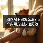 猫咪黑下巴怎么治?5个实用方法快速见效!(图3) 猫咪黑下巴怎么治?5个实用方法快速见效!(图3)