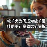 牧羊犬为何成为放羊最佳助手?高效优势解析(图3) 牧羊犬为何成为放羊最佳助手?高效优势解析(图3)