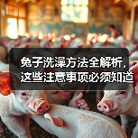 兔子洗澡方法全解析,这些注意事项必须知道!(图2) 兔子洗澡方法全解析,这些注意事项必须知道!(图2)