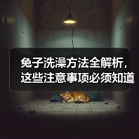 兔子洗澡方法全解析,这些注意事项必须知道!(图3) 兔子洗澡方法全解析,这些注意事项必须知道!(图3)