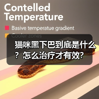 猫咪黑下巴到底是什么?怎么治疗才有效?(图1) 猫咪黑下巴到底是什么?怎么治疗才有效?(图1)