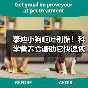 泰迪小狗呕吐别慌!科学营养食谱助它快速恢复(图4) 泰迪小狗呕吐别慌!科学营养食谱助它快速恢复(图4)
