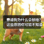 泰迪狗为什么会舔地?这些原因你可能不知道(图3) 泰迪狗为什么会舔地?这些原因你可能不知道(图3)