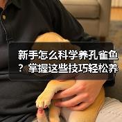 新手怎么科学养孔雀鱼?掌握这些技巧轻松养出健康鱼群(图4) 新手怎么科学养孔雀鱼?掌握这些技巧轻松养出健康鱼群(图4)