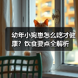 幼年小狗崽怎么吃才健康?饮食要点全解析(图2) 幼年小狗崽怎么吃才健康?饮食要点全解析(图2)