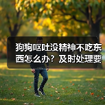 狗狗呕吐没精神不吃东西怎么办?及时处理要点(图1) 狗狗呕吐没精神不吃东西怎么办?及时处理要点(图1)