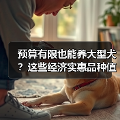 预算有限也能养大型犬?这些经济实惠品种值得考虑(图1) 预算有限也能养大型犬?这些经济实惠品种值得考虑(图1)